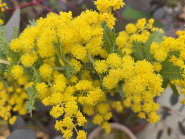 ミモザの花